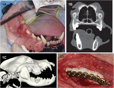 A Retrospective Study on Mandibular Reconstruction Following Excision of Canine Acanthomatous Ameloblastoma